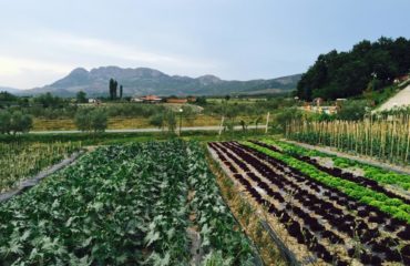 fresh-vegetables